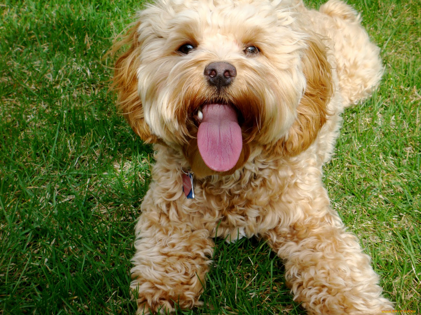 , , , , dog